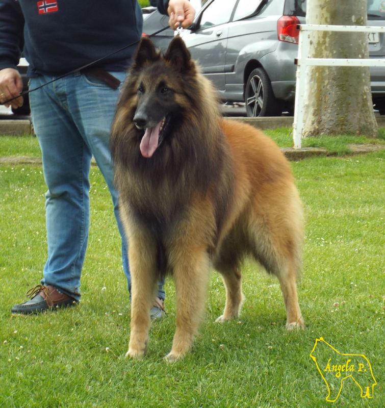 Phoenix Del Clamiu EXC2 abierta machos 